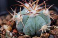 Echinocactus horizonthalonius PD 99